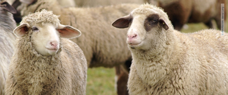 Laboruntersuchung bei verendeten Tieren in Elsen bestätigt die Blauzungenkrankheit ©Adobe.Stock.com - Bernd Lang